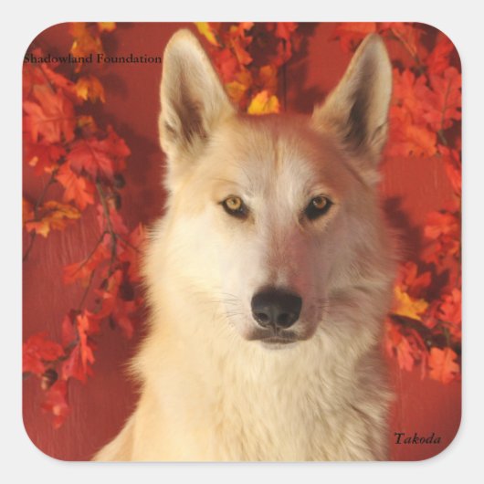Fall Arctic Wolf Stickers (Vorderseite)