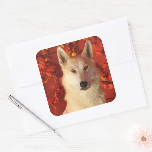 Fall Arctic Wolf Stickers (Umschlag)
