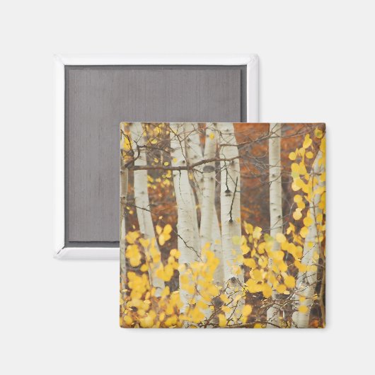Fall Aspens Magnet (Vorderseite/Rückseite)