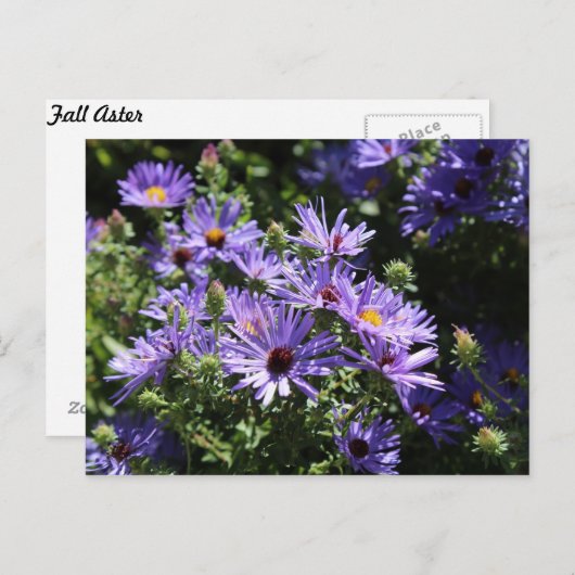Fall Aster Postkarte (Vorne/Hinten)