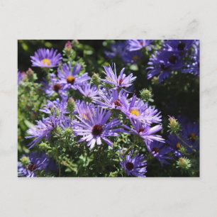 Fall Aster Postkarte