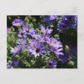 Fall Aster Postkarte (Vorderseite)