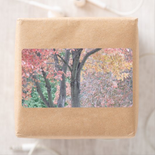 Fall Beauty (Insitu)