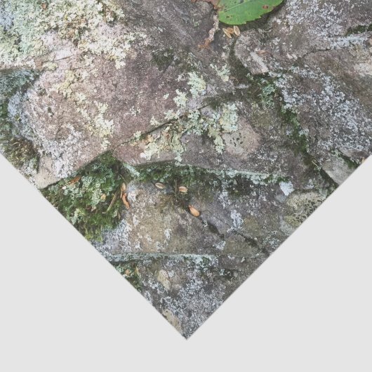 Fall-Blatt auf Felsen Seidenpapier (Ausschnitt)