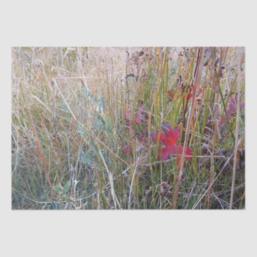 Fall-Blatt-Seidenpapier Seidenpapier (Vorderseite)