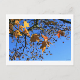 Fall, Blätter, Ahorn, blauer Himmel, BC, Kanada,20 Postkarte