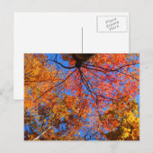 Fall Canopy Postkarte (Vorne/Hinten)