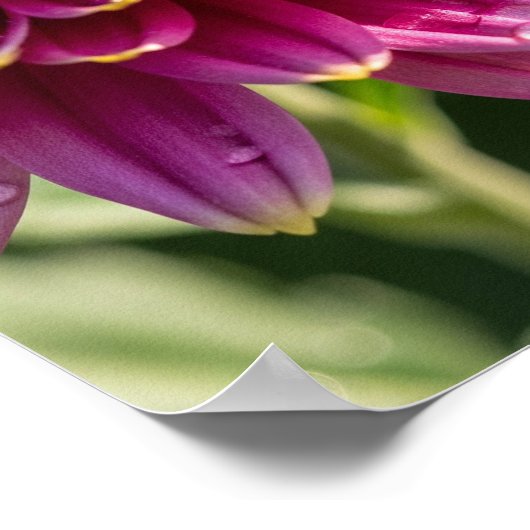 Fall Chrysanthemum Graphic Poster (Ecke)