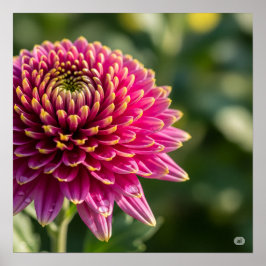 Fall Chrysanthemum Graphic Poster