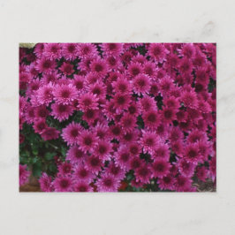 Fall Colors From Oak Park II. Postkarte