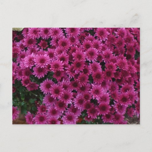 Fall Colors From Oak Park II. Postkarte (Vorderseite)