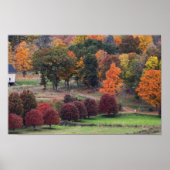 Fall Colors in Massachusetts  Poster (Vorne)