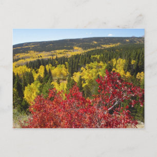 Fall Colors in Rockies Postcard Postkarte