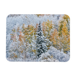 Fall Colors of Aspens & Snow Keebler Pass Magnet