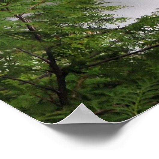 Fall Creek Falls Poster (Ecke)