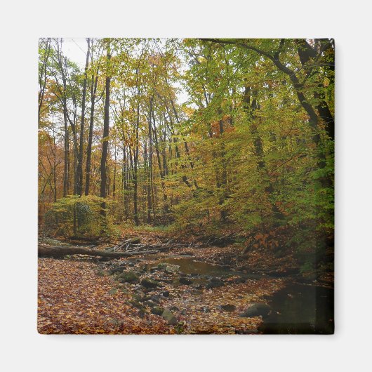 Fall Creek im Laurel Hill Staat Park Magnet (Vorne)