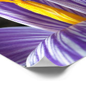 Fall Crocus - Poster (Ecke)