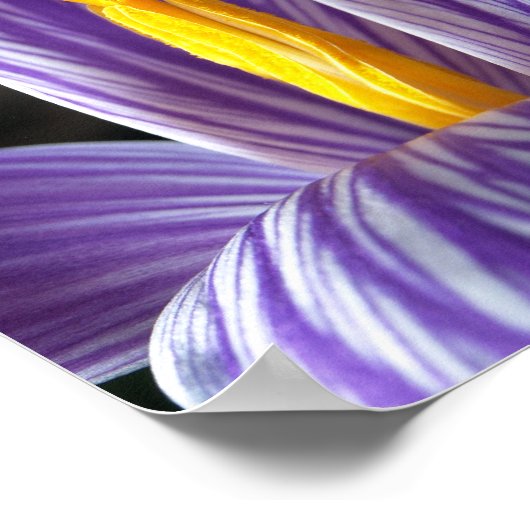 Fall Crocus - Poster (Ecke)
