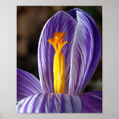 Fall Crocus - Poster (Vorne)
