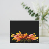 Fall Daisy Blume Postcard Postkarte (Stehend Vorderseite)