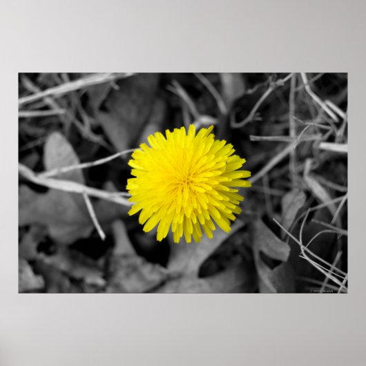 Fall Dandelion Poster (Vorne)
