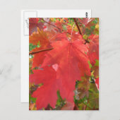 Fall der Postkarte in New England (Vorne/Hinten)