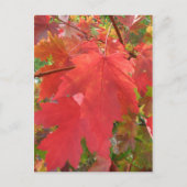 Fall der Postkarte in New England (Vorderseite)