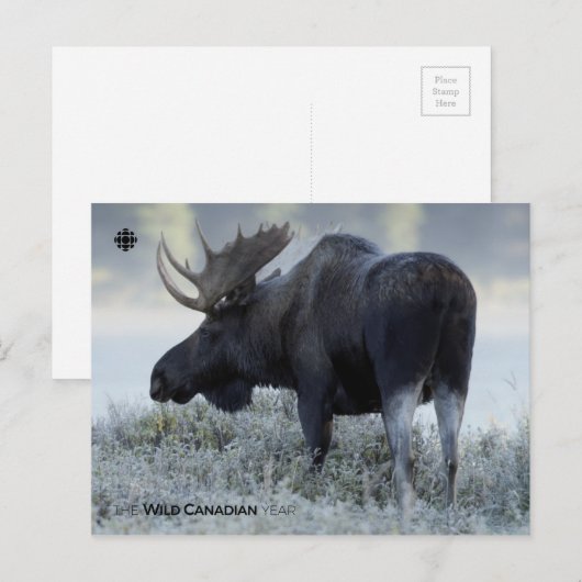 Fall - Elch Postkarte (Vorne/Hinten)
