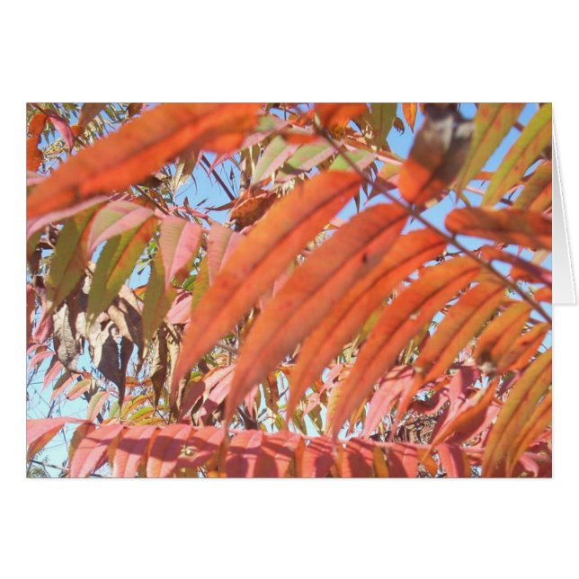 Fall-Farbe (Vorderseite (Horizontal))