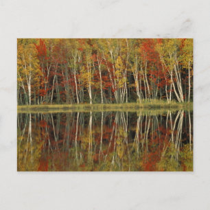 Fall Foliage and Birch Reflections; Hiawatha Postkarte