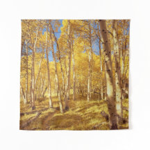 Fall Foliage Aspen Forest