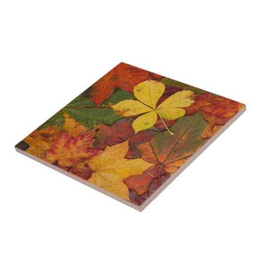 Fall Foliage Fliese (Seite)