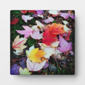 Fall Foliage Fotoplatte (Vorderseite)