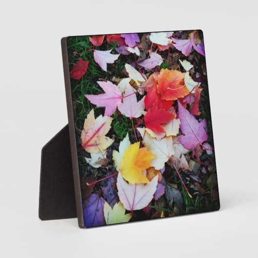 Fall Foliage Fotoplatte (Vorderseite)