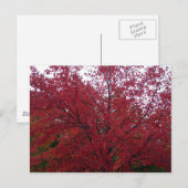 Fall Foliage im NH 2 Postkarte (Vorne/Hinten)