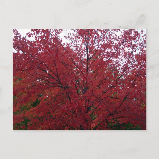 Fall Foliage im NH 2 Postkarte (Vorderseite)
