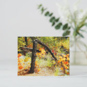 Fall Foliage, Jemez Weg, NM Postkarte (Stehend Vorderseite)