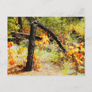 Fall Foliage, Jemez Weg, NM Postkarte