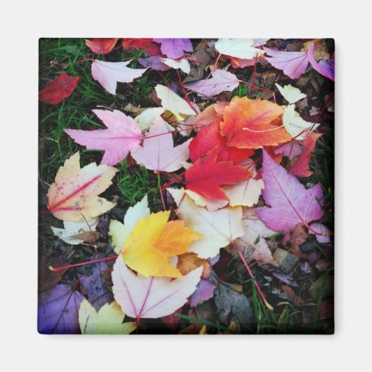Fall Foliage Magnet (Vorne)