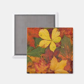 Fall Foliage Magnet (Vorderseite/Rückseite)