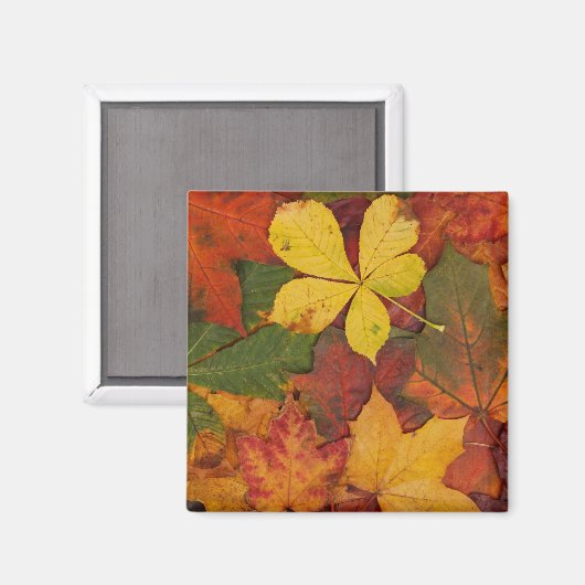 Fall Foliage Magnet (Vorderseite/Rückseite)