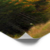 Fall Foliage New England Poster (Ecke)