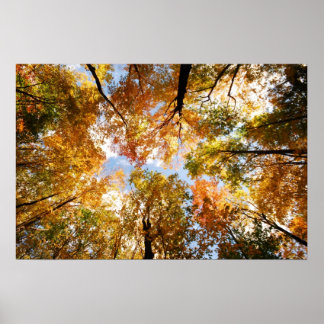 Fall Foliage Poster