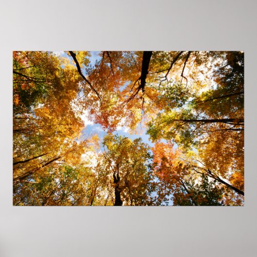 Fall Foliage Poster (Vorne)