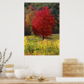 Fall Foliage Poster (Küche)