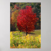 Fall Foliage Poster (Vorne)