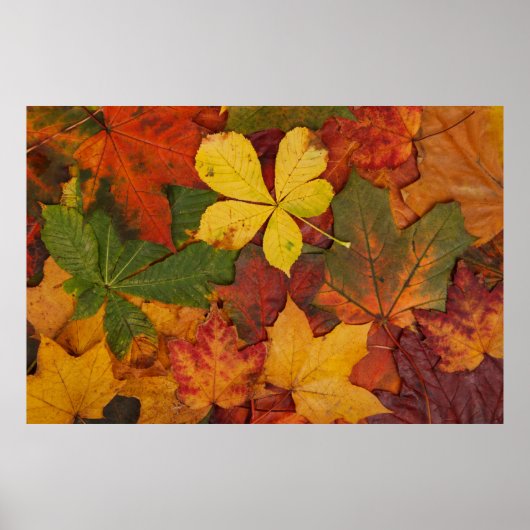Fall Foliage Poster (Vorne)