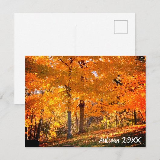 Fall Foliage Postkarte (Vorne/Hinten)