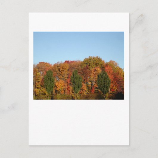 Fall Foliage Postkarte (Vorderseite)