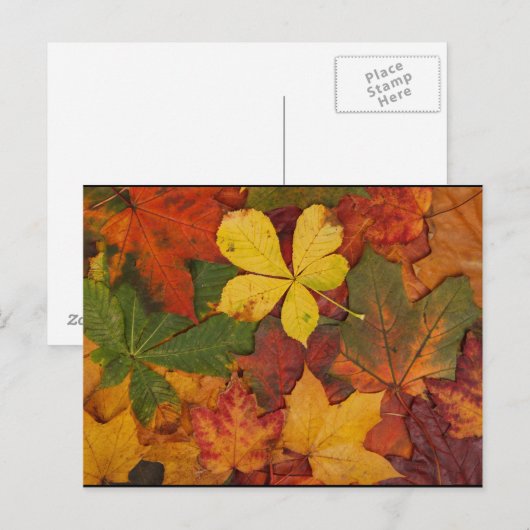 Fall Foliage Postkarte (Vorne/Hinten)
